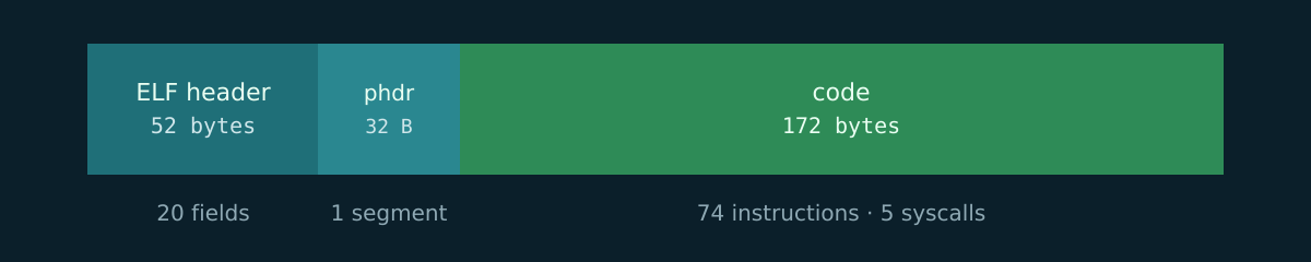 The 256 bytes broken down: 52 bytes of ELF header, 32 of program header, and 172 of code, with 5 syscalls and no surprises