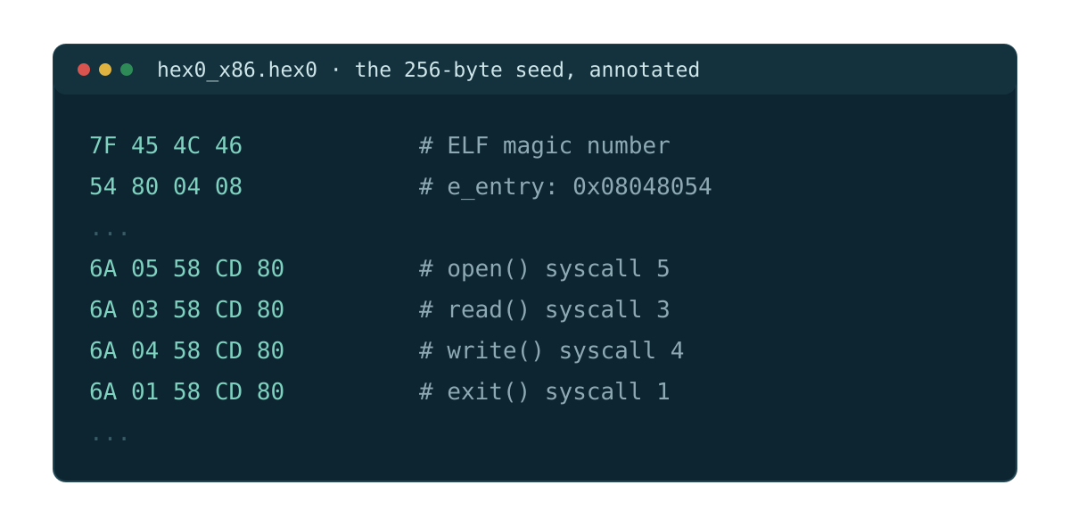 Annotated bytes from the hex0 seed: the ELF magic number, the entry point, and the open, read, write and exit syscalls